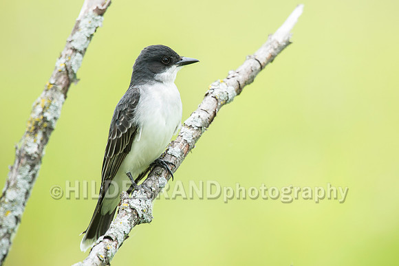 Eastern Kingbird