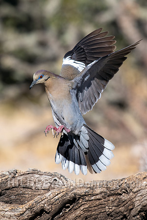 White-winged Dove