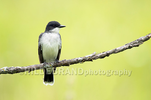 Eastern Kingbird