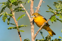Baltimore Oriole