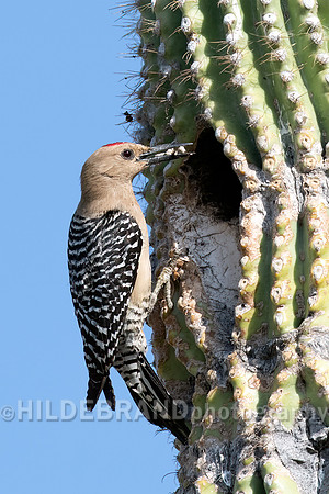 Gila Woodpecker