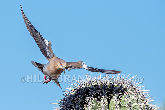 Time to buzz the tower…cactus