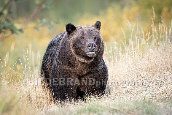 Grizzly Bear 399