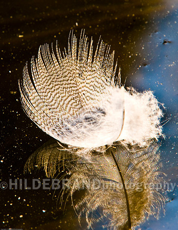 Duck Feather on Pond