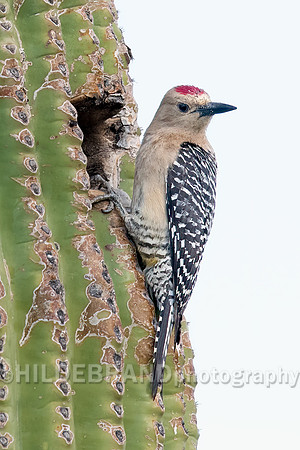 Gila Woodpecker - Male