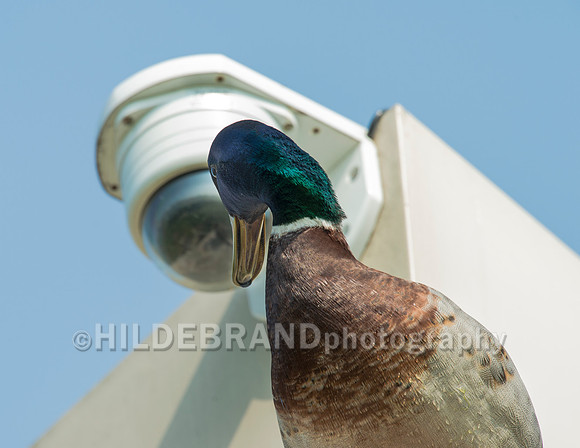 Surveillance