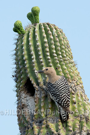 Gila Woodpecker