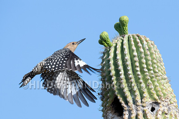 Gila Woodpecker