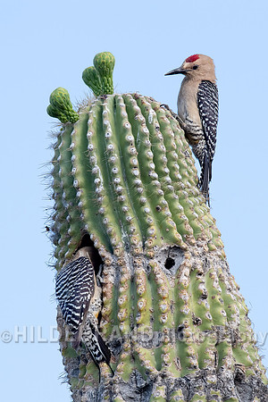 Gila Woodpecker