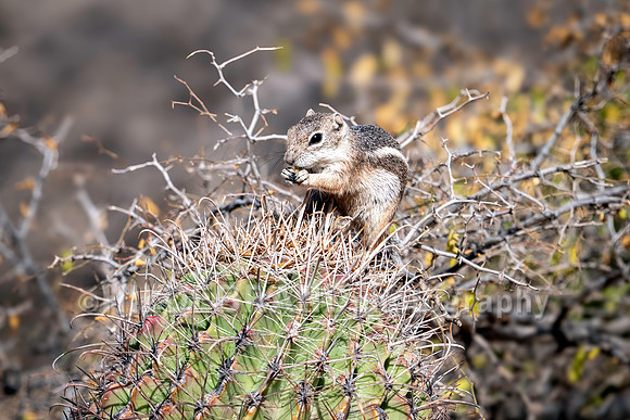 Harris's antelope squirrel