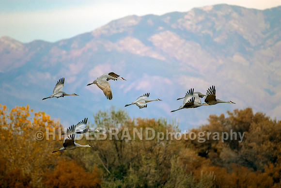 Sandhill Crane's