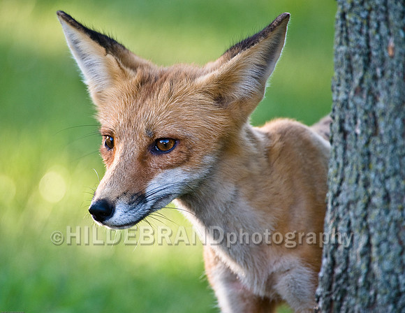 Neighborhood Red Fox
