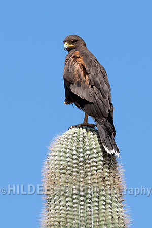 Harris's Hawk