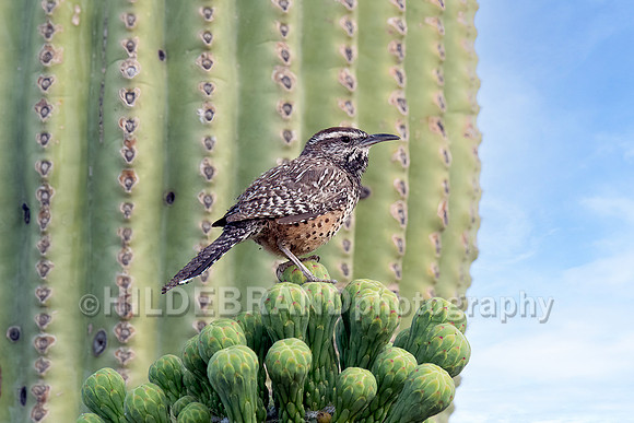 Cactus Wren