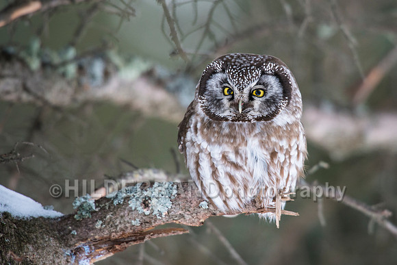Boreal Owl