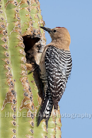Gila Woodpecker