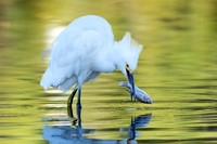 Snowy Egret