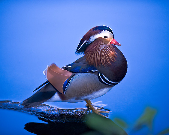 Mandarin Duck