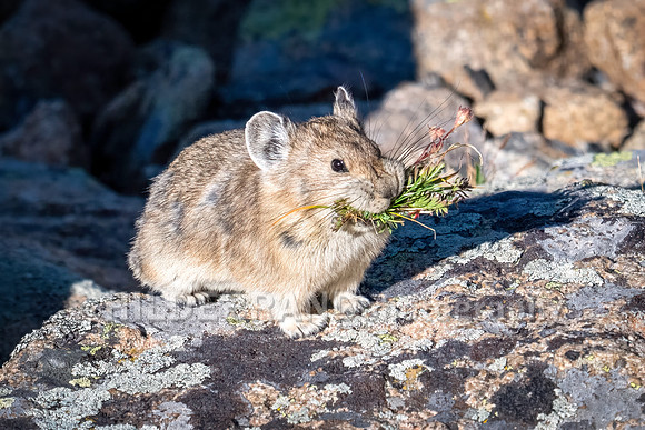 Pika