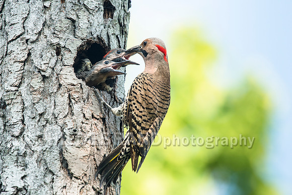 Northern Flicker