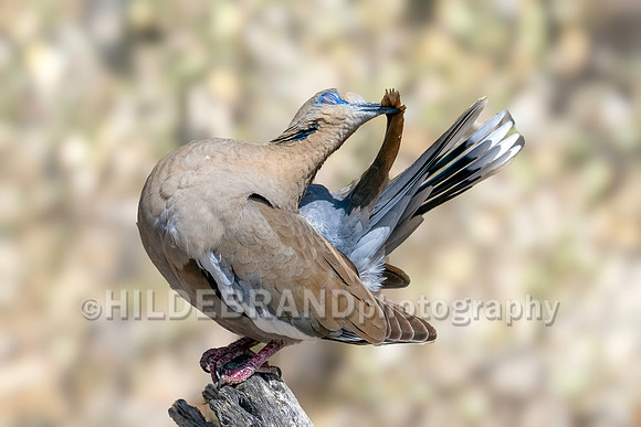 White-winged Dove