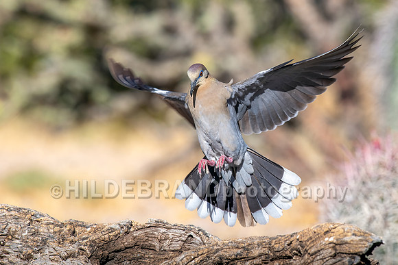 White-winged Dove
