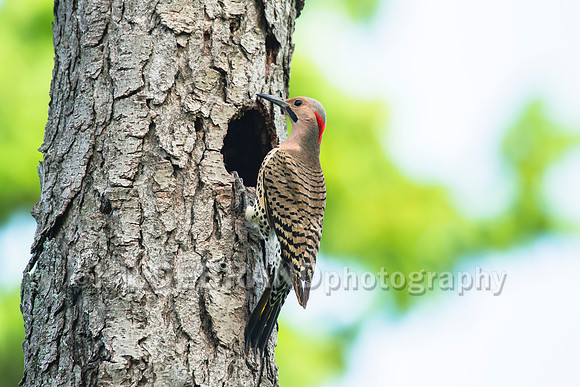 Northern Flicker
