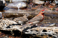 House Finch
