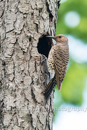 Northern Flicker