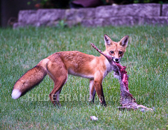 Neighborhood Red Fox