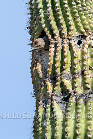 Gila Woodpecker