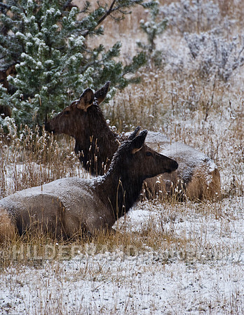Resting Elk