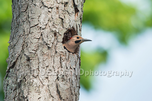 Northern Flicker