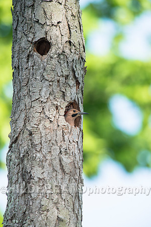 Northern Flicker