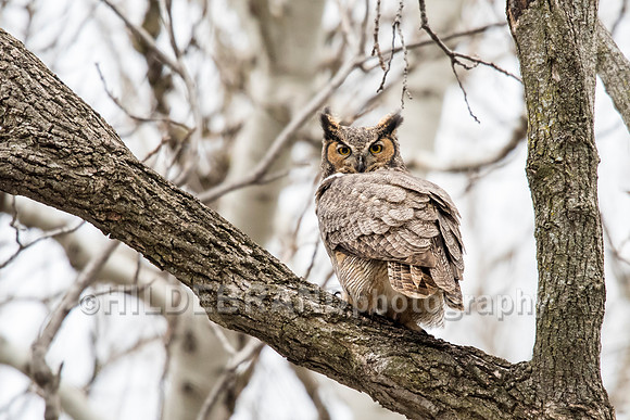 Great Horned Owl