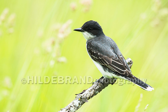 Eastern Kingbird