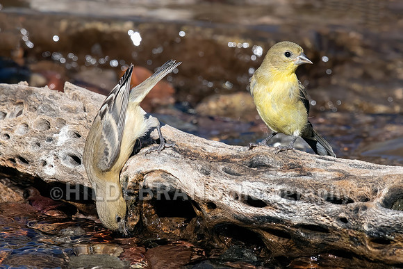Lesser Goldfinch
