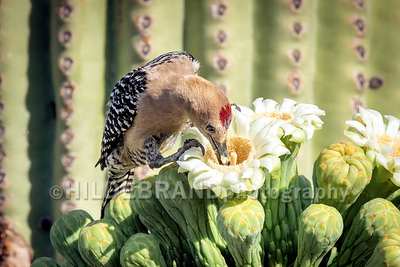 Gila Woodpecker