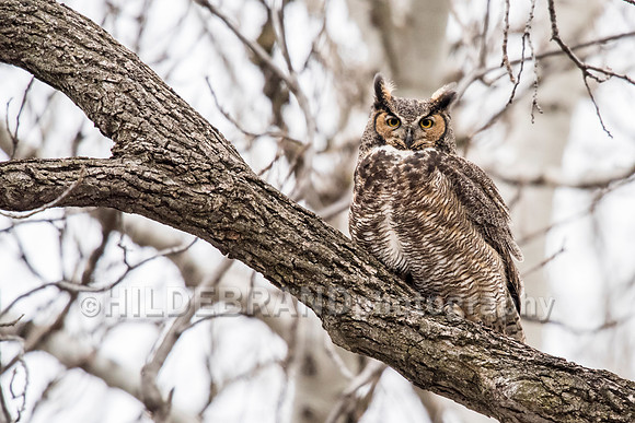 Great Horned Owl