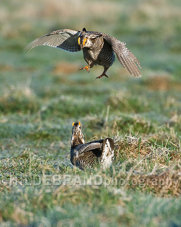 Greater Prairie Chicken