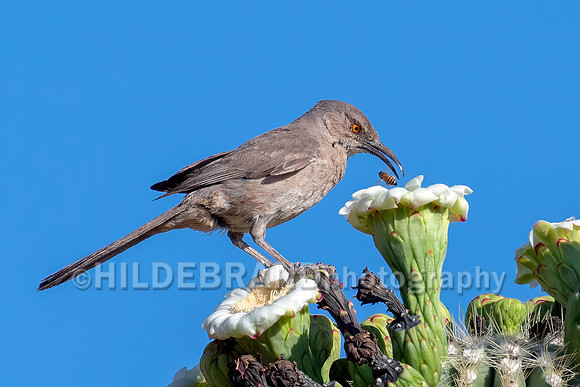 Saguaro Bloom and Curve-billed Thrasher