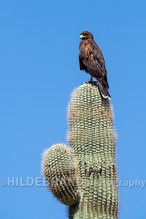 Harris's Hawk