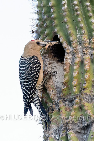 Gila Woodpecker