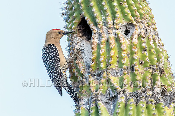 Gila Woodpecker - Male