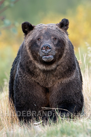 Grizzly Bear 399