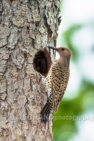 Northern Flicker