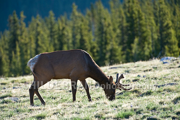 Springtime Elk