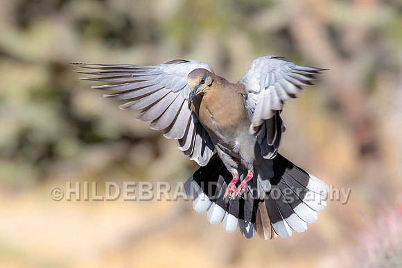 Just like the white winged dove