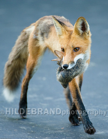Neighborhood Red Fox