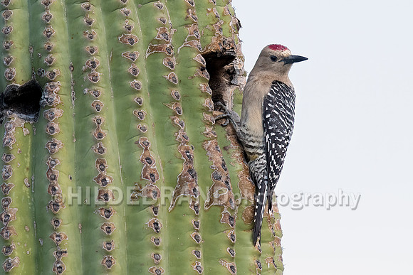 Gila Woodpecker - Male